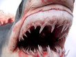shark 07