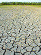 dry ricefield
