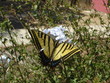 mariposa