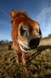 danish horses
