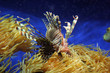 Foto: fish fish