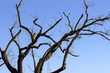 arbol1