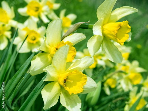 daffodils