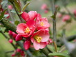 peach blossom peach blossom