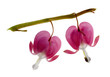 two fuchsia (bleeding heart) blossoms two fuchsia (bleeding heart) blossoms