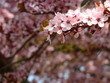 blüten #8