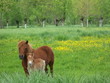 poney shetland