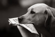 lab and news