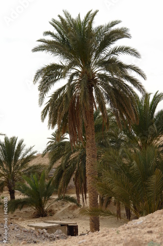 sahara577