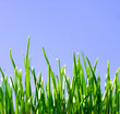 green grass green grass