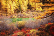 autumn