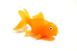goldfish isolated on white