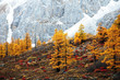 autumn autumn