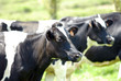 prim holstein