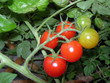 tomates grappe