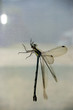 dragonfly on a curtain