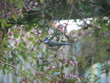 blue tit in clematis