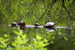 turtle on parade
