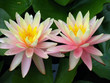 lily twins