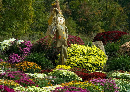 Photo: scarecrow and mums scarecrow and mums