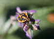 stink beetle