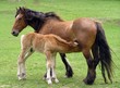 horse