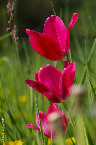 tulipes_sauvages