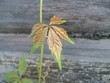 grape leaf