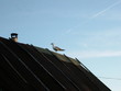 bird on the old roof