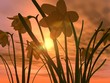 sonnenuntergang