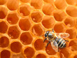 bee on honeycomb