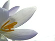 crocus against sky crocus against sky