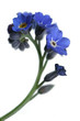 forget-me-not