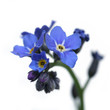 forget-me-not forget-me-not