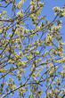 pussy willow