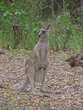 kangaroo in the bush