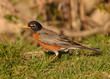robin robin