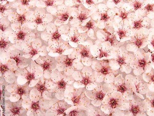 plum flowers pattern 1