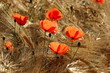 klatschmohn