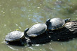 turtle family