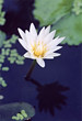 white water lily