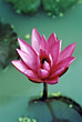 red-pink water lily