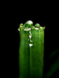 royal dew