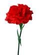 carnation