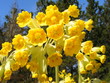 primula veris