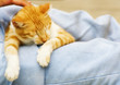 relax - cat on lap