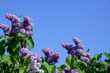 lilas
