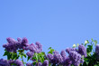 lilas 01