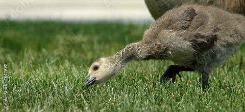 baby geese grazing baby geese grazing
