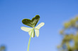 other side of clover